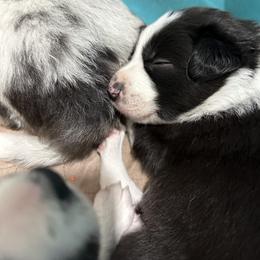 Border Collie Puppies from Roaring River Border Collies