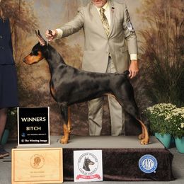 Vida - Doberman Pinscher