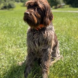 Finnegan - Wirehaired Pointing Griffon