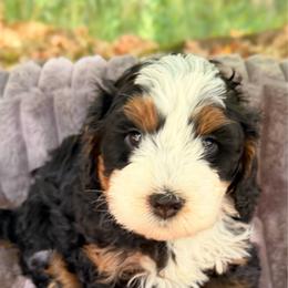 Venom - Tri-color male Bernedoodle puppy in Sandy, Oregon from MC Doodles