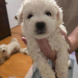 Nimbus - White male Bichon Frise puppy in Slidell, Louisiana from Abbott Animals