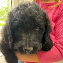 F1B ICA Olive - Black female Pyredoodle puppy in Prescott, Washington from Washington Bernedoodles & Pyredoodles