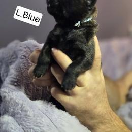 Light Blue Collar Male - Gold brindle male Dutch Shepherd puppy in Dallas, Georgia from Bluestone Creek Dutch Shepherds