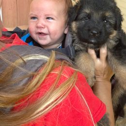 Red Collar Boy - Black and red male German Shepherd puppy in Gunter, Texas from Gunter Gables German Shepherds