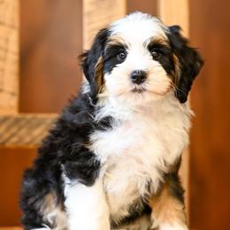 Romeo - Tri-color male Bernedoodle puppy in Dundee, Ohio from Down Home Doodle