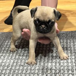 Olivia - Fawn female Pug puppy in Greeneville, Tennessee from Bear Mountain Farms