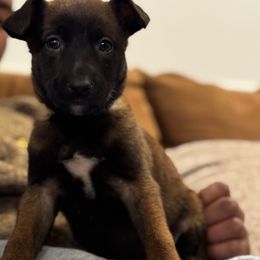 Rudolph - Tan female Working Dog Cross puppy in Clarksville, Tennessee from Vuurhart Herders
