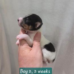 BEE'EM SEA ROMEO - White black and tan male Toy Fox Terrier puppy in Conway, South Carolina from Bee'Em Sea Kennel