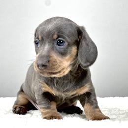 Optimus Prime - Blue and tan male Dachshund puppy in Thornton, Colorado from Donna’s Dachshunds