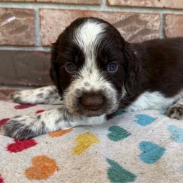 Glacier - Liver white and roan male English Springer Spaniel puppy in Pensacola, Florida from LeichtHouse Kennel