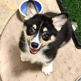 Pembroke Welsh Corgi Puppies from Diamond H Ranch Pembroke Welsh Corgis