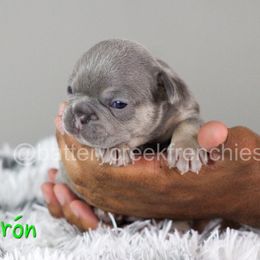 French Bulldog Puppies from Battery Creek Frenchies