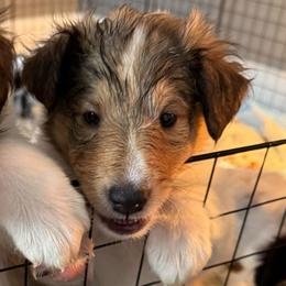 Holly - Sable and white female Collie puppy in Richmond, Kentucky from Puppy Dog City