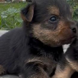 Marcus - Black and tan male Norwich Terrier puppy in Groesbeck, Texas from Ranch 4M