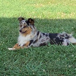 Violet - Miniature Australian Shepherd