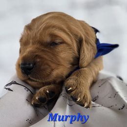 Blue - Dark golden male Golden Retriever puppy in Taft, Tennessee from McGraw's Fetching Pups