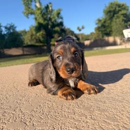 Big Boy - Fawn (isabella) and cream male Dachshund puppy in Glendale, Arizona from Collier Dachshunds