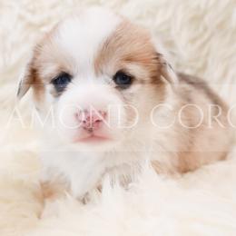 American Corgi Puppies from Diamond Corgis