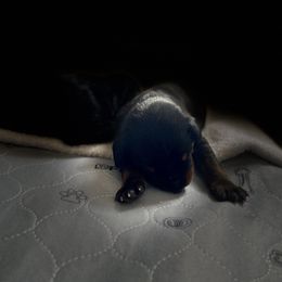 Doberman Pinscher Puppies from TeatreeDoberman