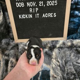 Rip - Black and tan male Pembroke Welsh Corgi puppy in Chariton, Iowa from Kickin It Acres BCs