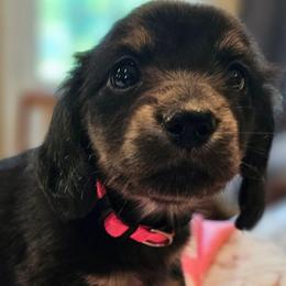 Pink - Black and cream female Dachshund puppy in Colony, Kansas from Randal'sDachshunds