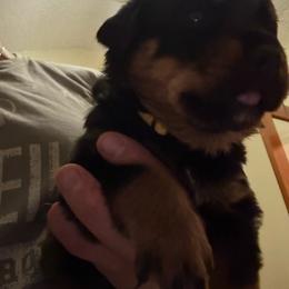 Yellow girl - Black and mahogany female Rottweiler puppy in Colorado Springs, Colorado from Von Locher Rotties