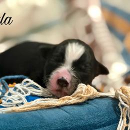 Carla - Black tri female Miniature Australian Shepherd puppy in Sandy Hook, Kentucky from RidgeTop Aussies