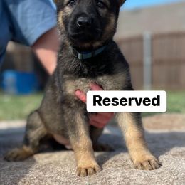 Boy 6 - Sable German Shepherd puppy in Wilmer, Texas from Babin K9