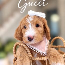 Goldendoodle and Poodle Puppies from Peachy Puppies