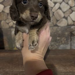 Tanner - Chocolate male Dachshund puppy in White Cloud, Michigan from West Michigan Dachshund
