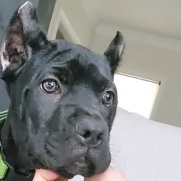 Light Green Black - Cane Corso puppy from Nephilim Cane Corso