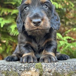 Elvis (3000) - Black and tan male Dachshund puppy in Steele, Alabama from Taylored Dachshunds