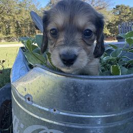 Mocha (AKC) - Cream female Dachshund puppy in Marshfield, Missouri from Hilltop Kennel LLC
