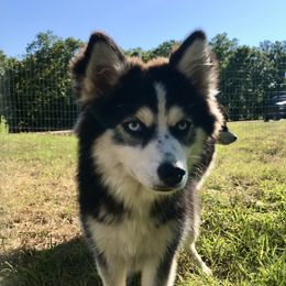 Katie - Pomsky