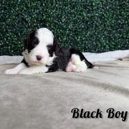 Black Boy - Black and white male Bernedoodle puppy in Modesto, California from Two Doods Doodles