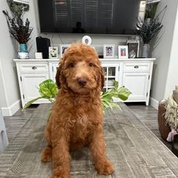 Pink - Apricot female Goldendoodle puppy in Bakersfield, California from Lavish Doodles