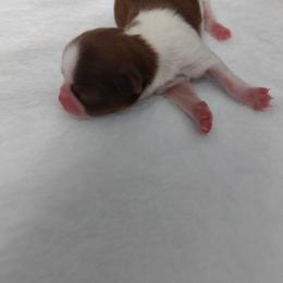 Meme - Red and white female Shih Tzu puppy in Buffalo, New York from Shih Tzu's by Jen
