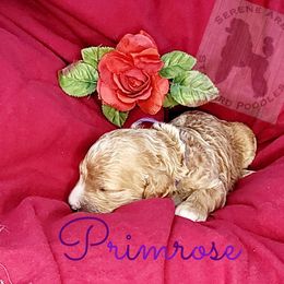 Poodle Puppies from Serene Arenas' Standard Poodles
