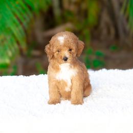Dale - Red  male Goldendoodle puppy in Fort Myers, Florida from Corgis & Doodles