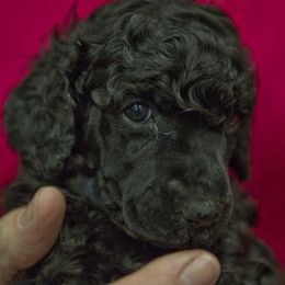 Poodle Puppies from Lido Rose C