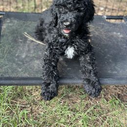 Grey Collar Girl - Black Poodle puppy in Santa Fe, Texas from Greatest Hits Standard Poodles