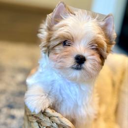 Cooper - male Biewer Terrier puppy in Iva, South Carolina from Petit Bijou