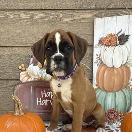 Boxer Puppies from The Holistic Boxer