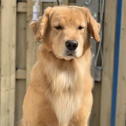 Sammie - Golden Retriever