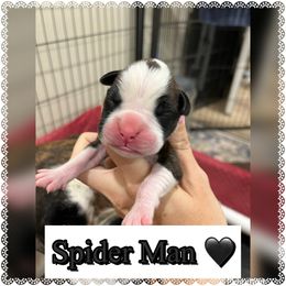 Spider Man - Brindle male Boxer puppy in Greenwell Springs, Louisiana from Bayou Boxer Haus
