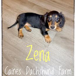 Zena - Black and cream female Dachshund puppy in Cincinnati, Ohio from Caines Dachshund Farm