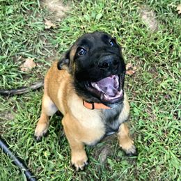 Hydra - Fawn male Belgian Malinois puppy in Signal Mountain, Tennessee from Torgun Police Dogs