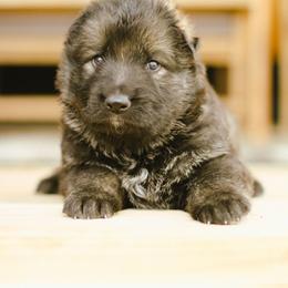 Ross (Green Collar) - Sable male German Shepherd puppy in Mason, Michigan from Sweet Breeze Acres