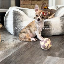 Hey Jude - Black sabled fawn female Chihuahua puppy in Anderson, South Carolina from Lil Treasures Chihuahuas