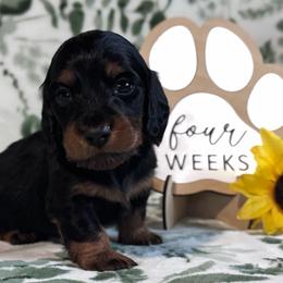 Lorax - Black and tan male Dachshund puppy in Dothan, Alabama from Little House Pups